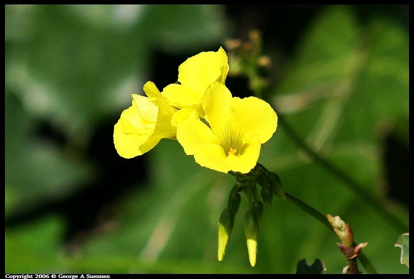 0413-153556.jpg - Wildflower