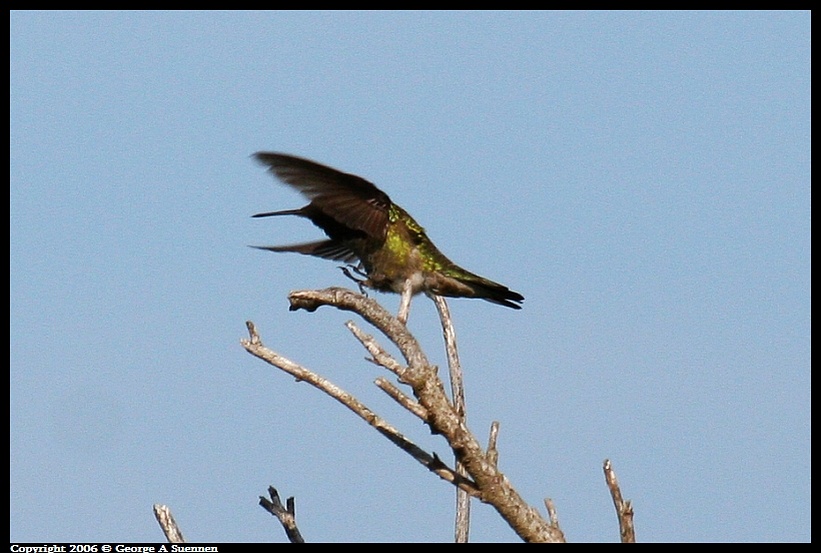 0413-155951.jpg - Anna's Hummingbird