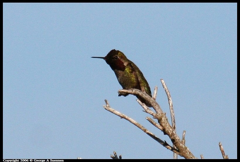 0413-155953.jpg - Anna's Hummingbird