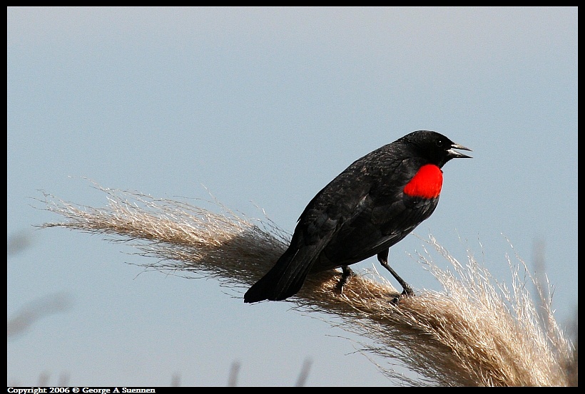 0413-160845.jpg - Red-winged Blackbird