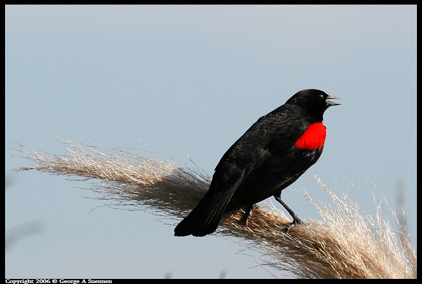 0413-160846.jpg - Red-winged Blackbird