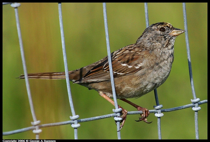 0413-161417.jpg - Golden-crowned Sparrow