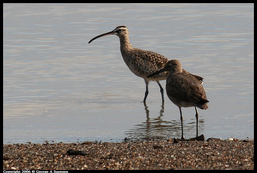 0413-161708.jpg - Willet and Whimbrel