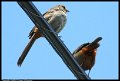 060531-Birds-on-Wire