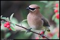 061110-backyard-birds