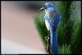 061111-backyard-birds