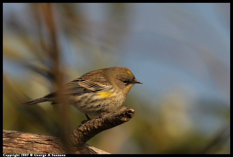 0101-164639-04.jpg - Yellow-rumped Warbler