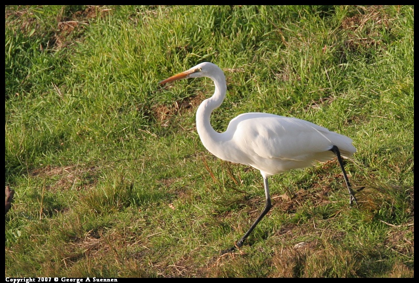 0101-164744-01.jpg - Great Egret