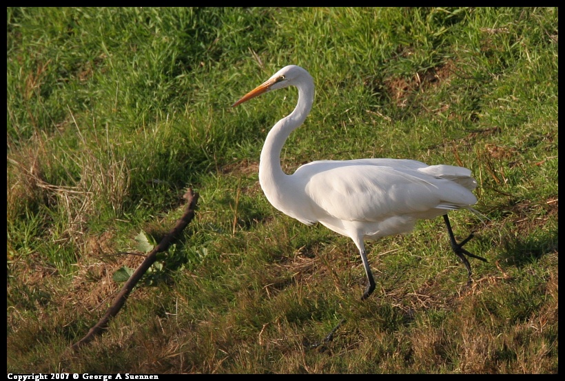 0101-164744-03.jpg - Great Egret