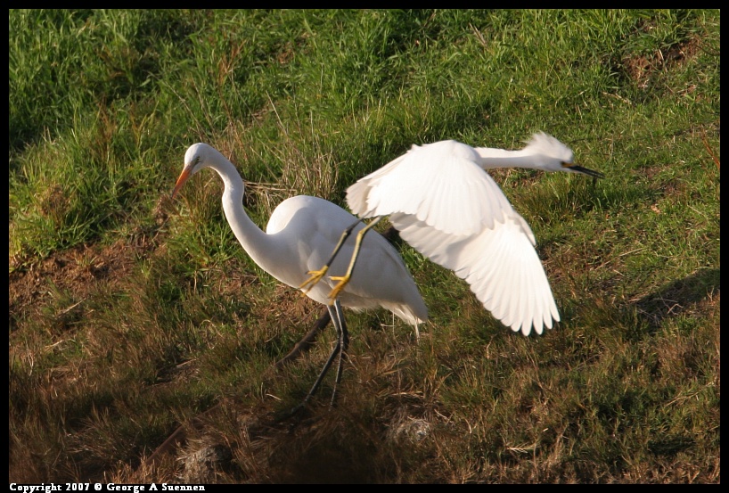 0101-164753-01.jpg - Great Egret
