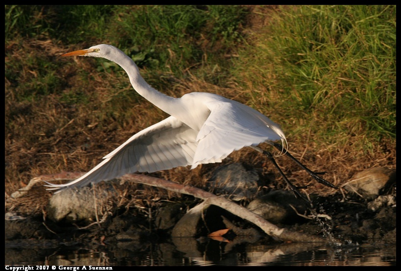 0101-165934-01.jpg - Great Egret