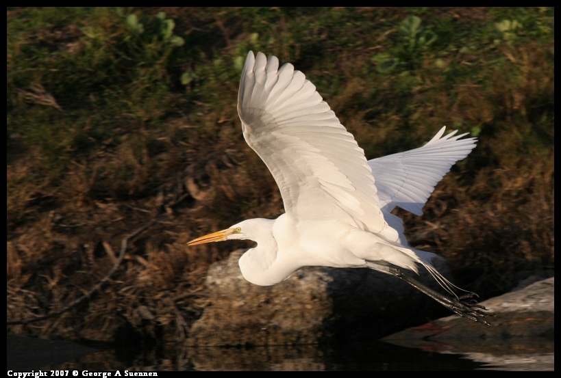 0101-165936-02.jpg - Great Egret