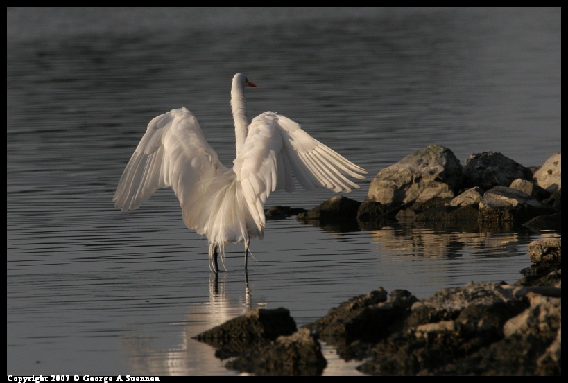 0101-165944-02.jpg - Great Egret