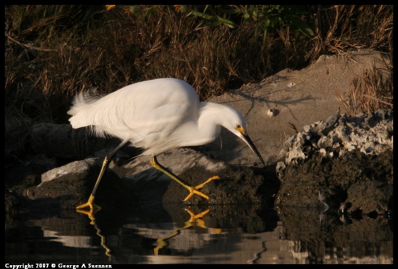 0101-165959-01.jpg - Snowy Egret