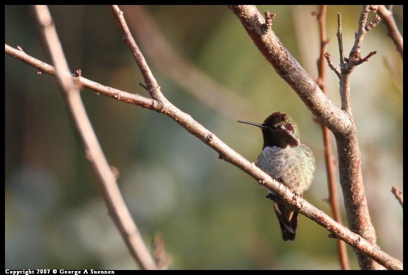 0101-170236-02.jpg - Anne's Hummingbird