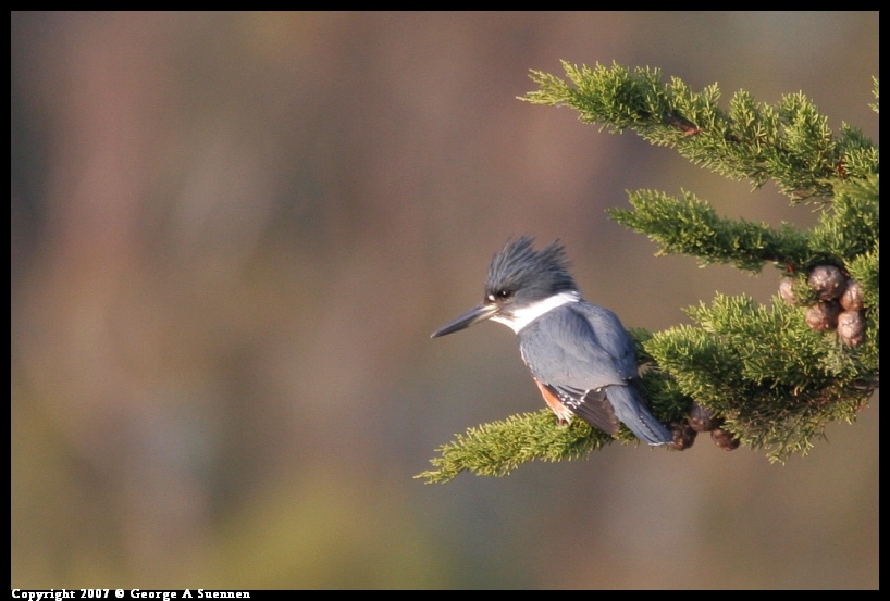 0101-171101-01.jpg - Belted Kingfisher