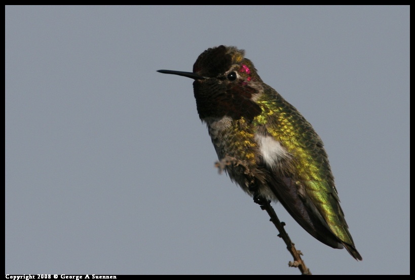 0112-121933-01.jpg - Anna's Hummingbird