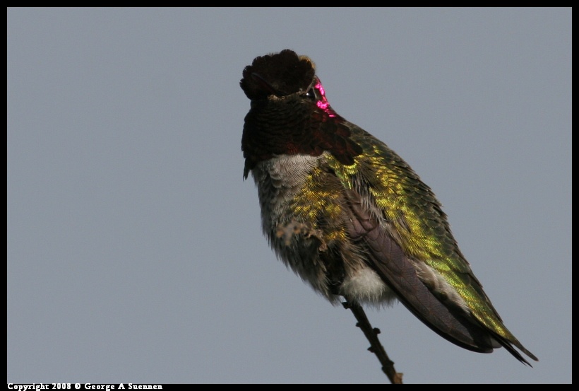 0112-122007-01.jpg - Anna's Hummingbird