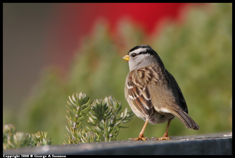 0112-122934-02.jpg - White-crowned Sparrow