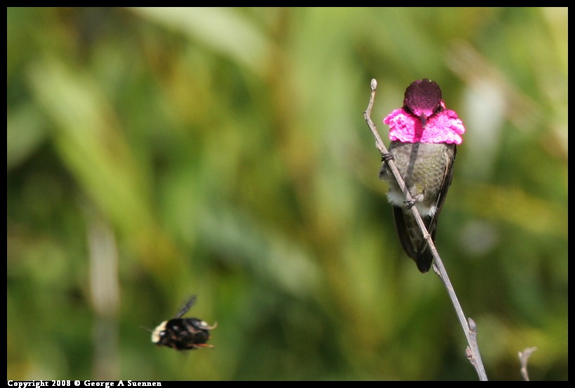 0112-124636-05.jpg - Anna's Hummingbird