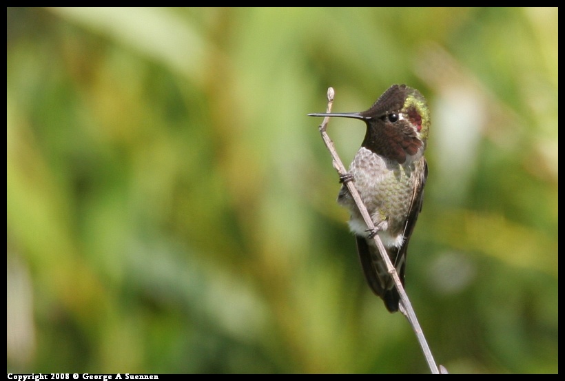 0112-124637-01.jpg - Anna's Hummingbird