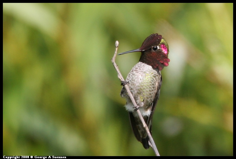 0112-124639-02.jpg - Anna's Hummingbird