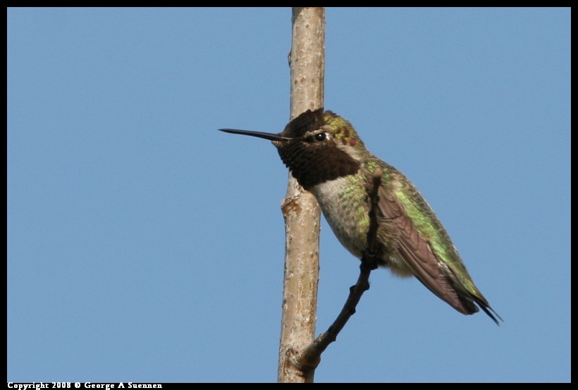 0112-125619-02.jpg - Anna's Hummingbird