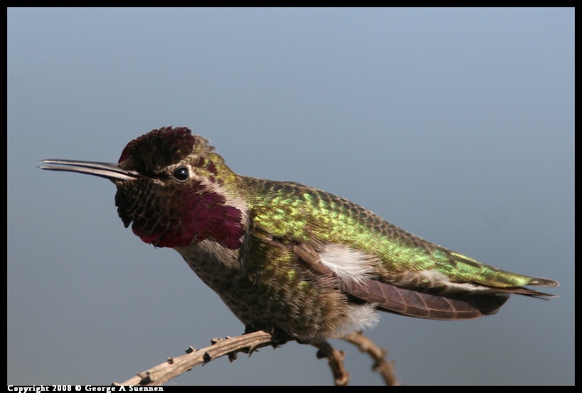 0112-143141-01.jpg - Anna's Hummingbird