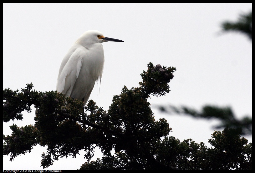0115-131501-01.jpg - Snowy Egret