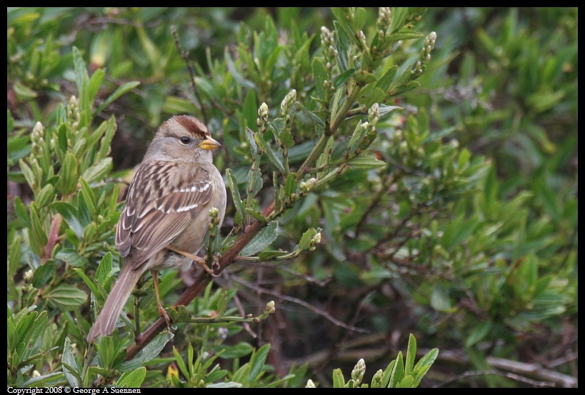 0115-131601-01.jpg - White-crowned Sparrow