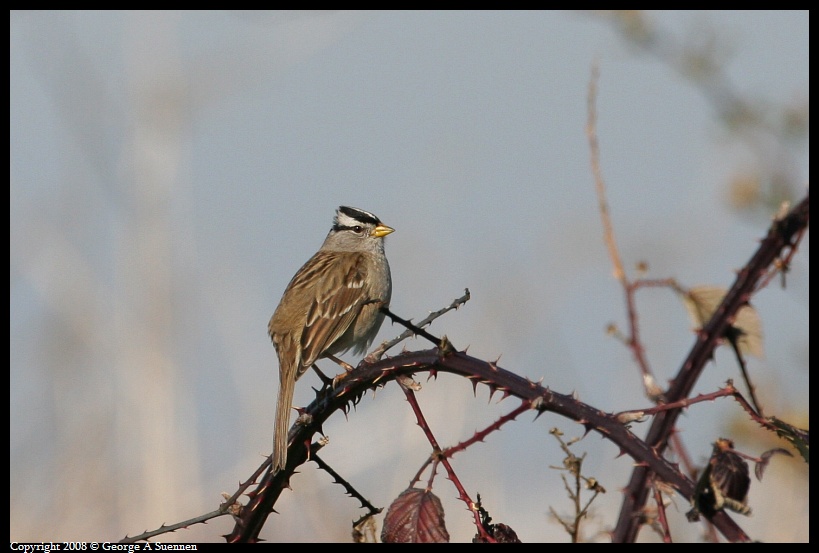 0115-140423-01.jpg - White-crowned Sparrow
