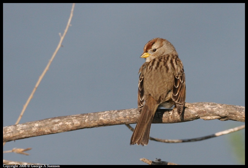 0115-142338-01.jpg - White-crowned Sparrow
