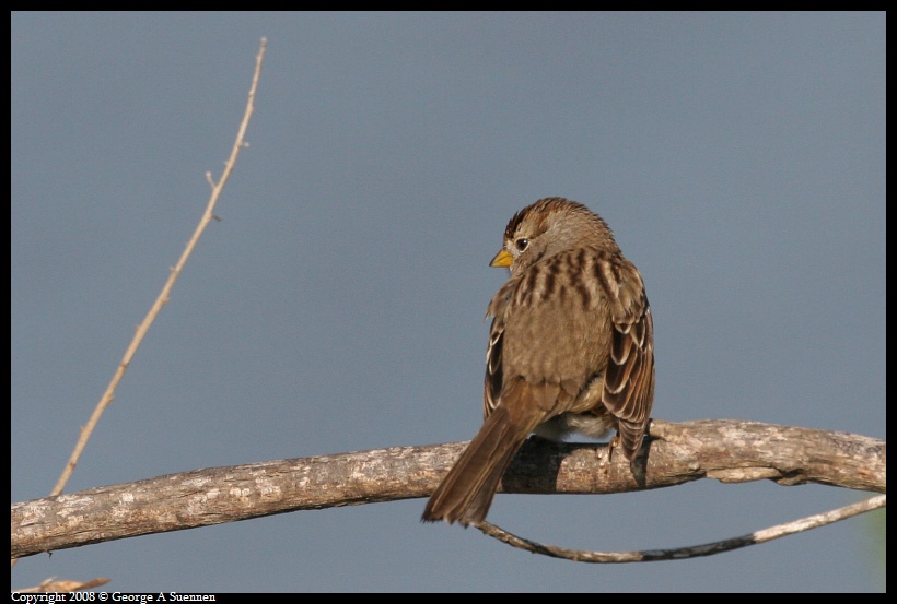 0115-142338-03.jpg - White-crowned Sparrow