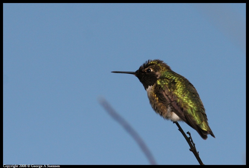 0115-152114-01.jpg - Anna's Hummingbird