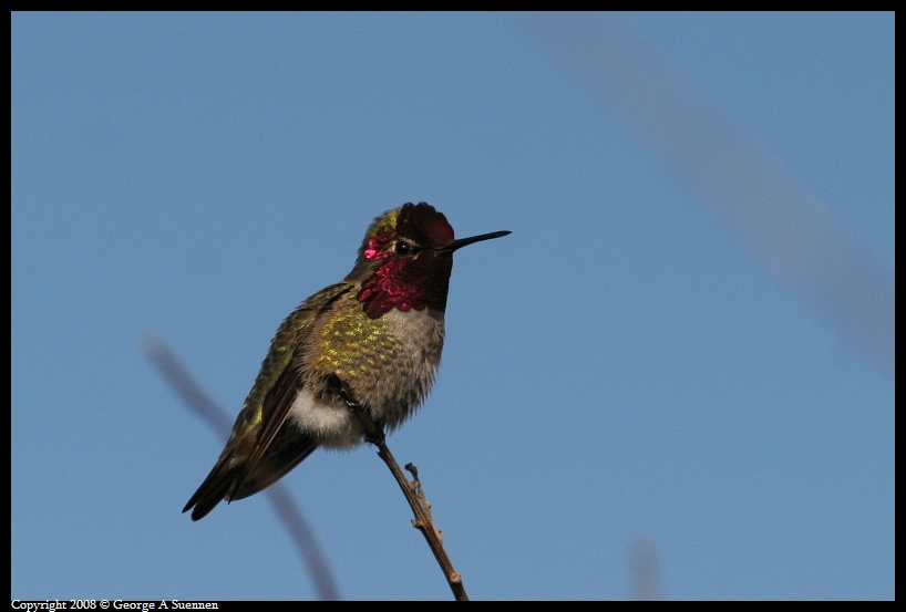0115-152135-03.jpg - Anna's Hummingbird