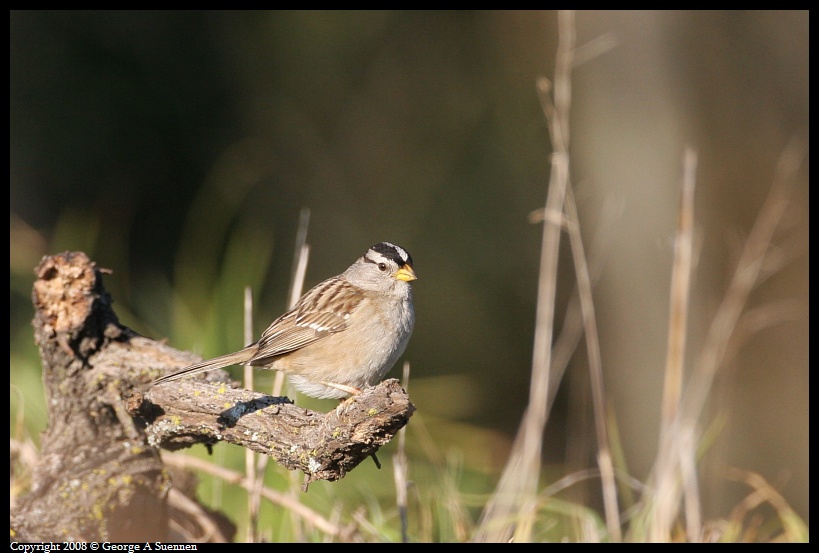 0118-100928-03.jpg - White-crowned Sparrow