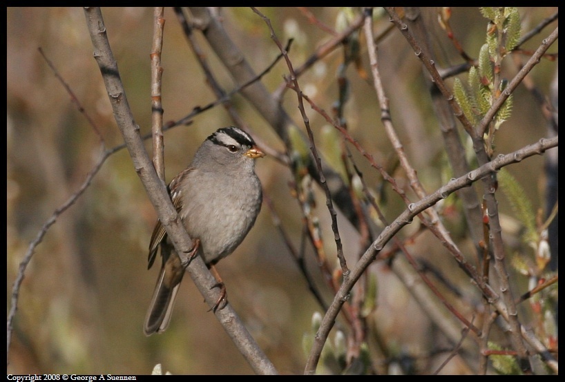 0118-101438-01.jpg - White-crowned Sparrow