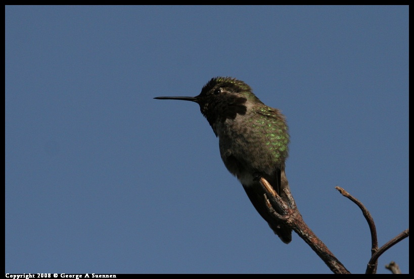 0119-134635-01.jpg - Anna's Hummingbird