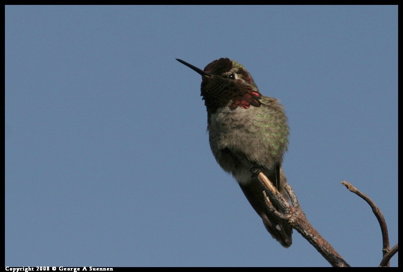 0119-134638-01.jpg - Anna's Hummingbird