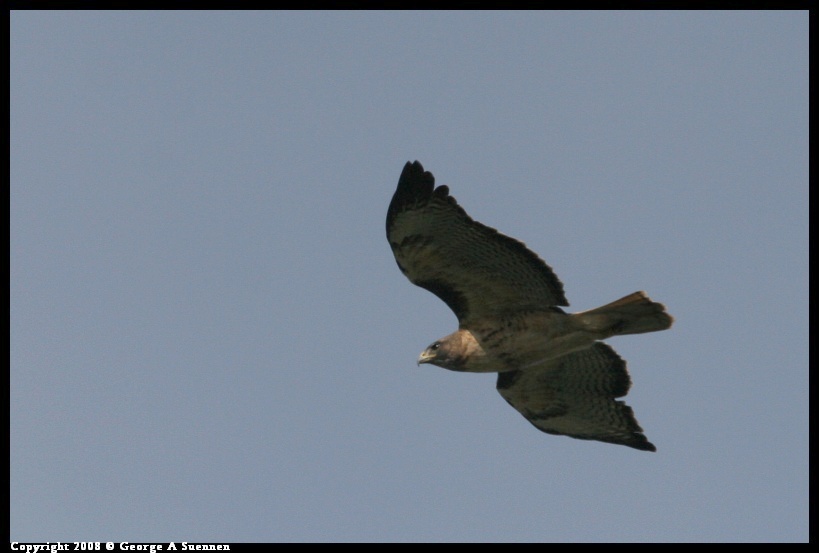 0119-134704-01.jpg - Red-tailed Hawk