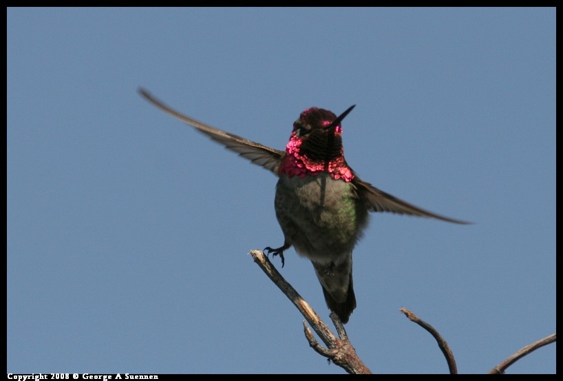 0119-134722-01.jpg - Anna's Hummingbird