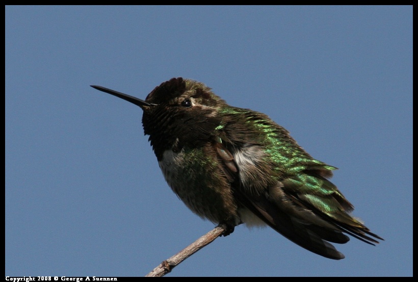 0119-134728-02.jpg - Anna's Hummingbird