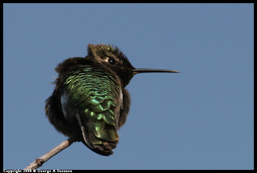 0119-134732-01.jpg - Anna's Hummingbird