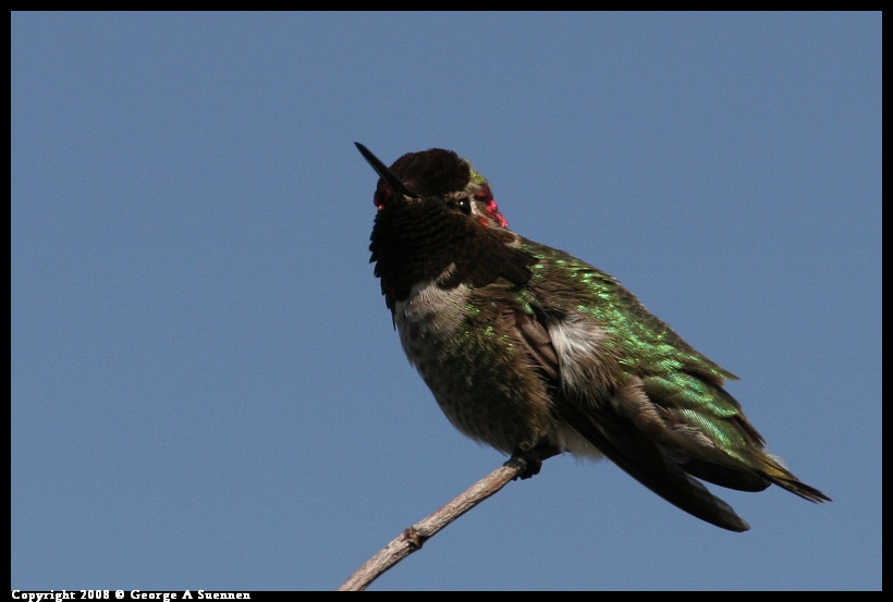 0119-134735-02.jpg - Anna's Hummingbird