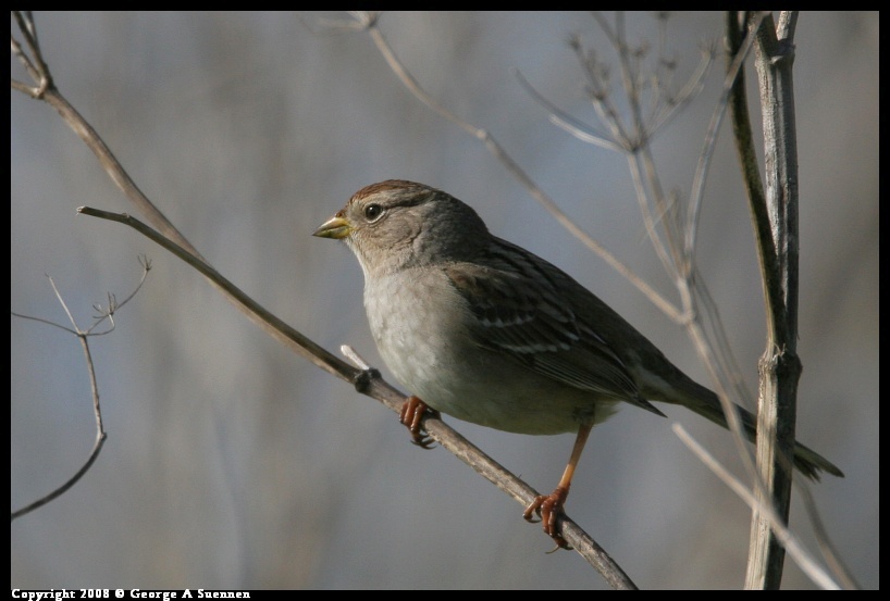0119-140308-01.jpg - White-crowned Sparrow