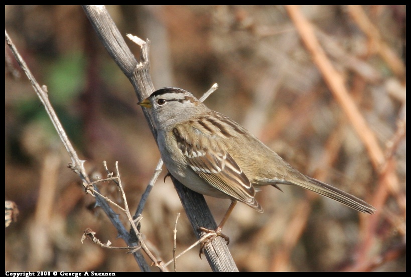 0119-142505-01.jpg - White-crowned Sparrow