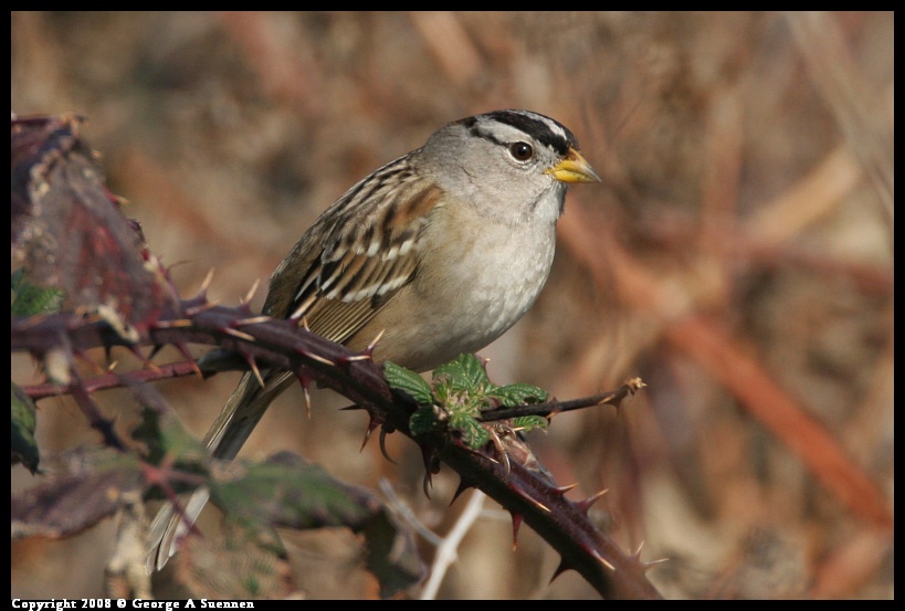 0119-142714-01.jpg - White-crowned Sparrow