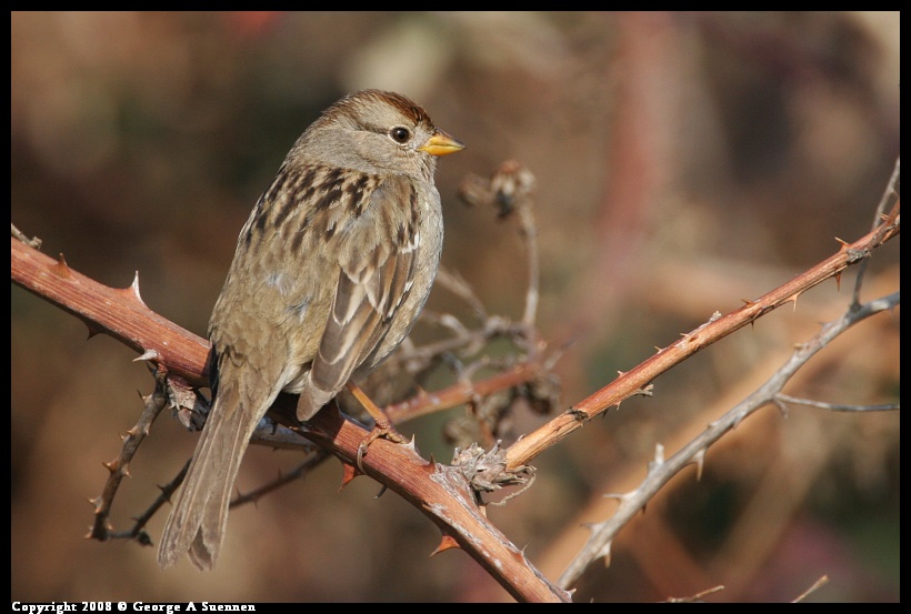 0119-142757-01.jpg - Golden-crowned Sparrow