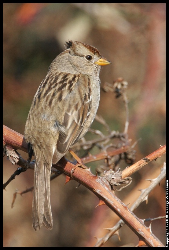 0119-142800-02.jpg - White-crowned Sparrow