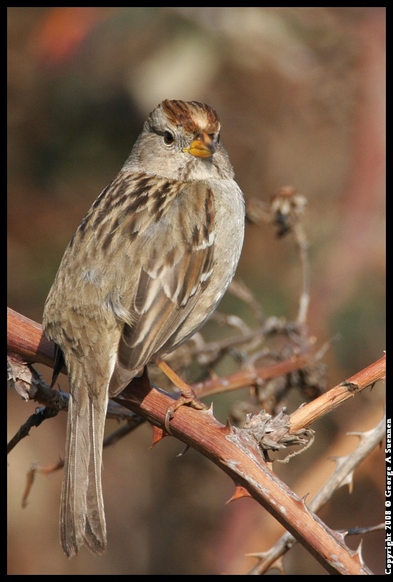 0119-142810-01.jpg - White-crowned Sparrow